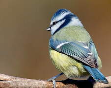 Mésange bleue