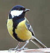 Great Tit