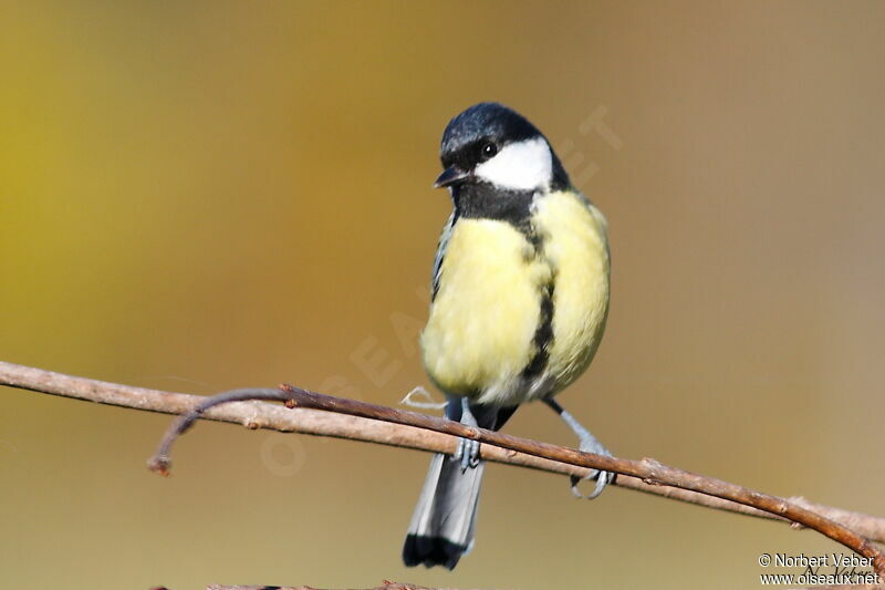 Mésange charbonnière