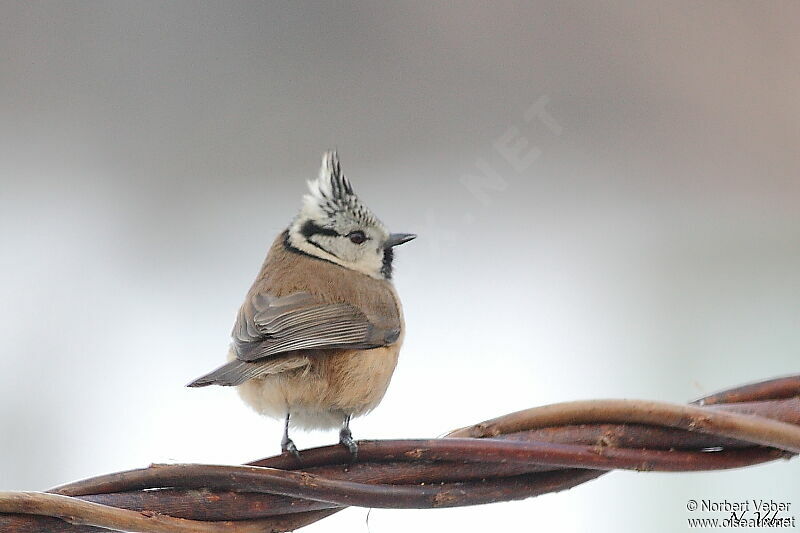 Mésange huppéeadulte