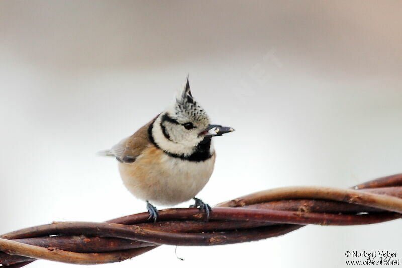 Mésange huppéeadulte