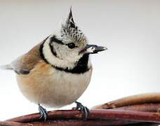 Crested Tit