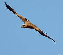 Black Kite