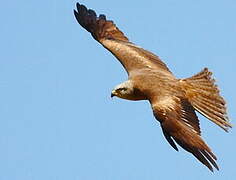 Black Kite