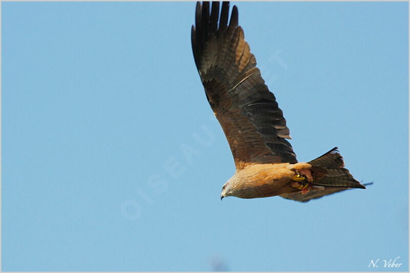 Black Kite