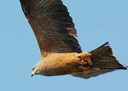 Black Kite