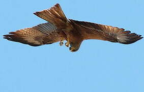 Black Kite