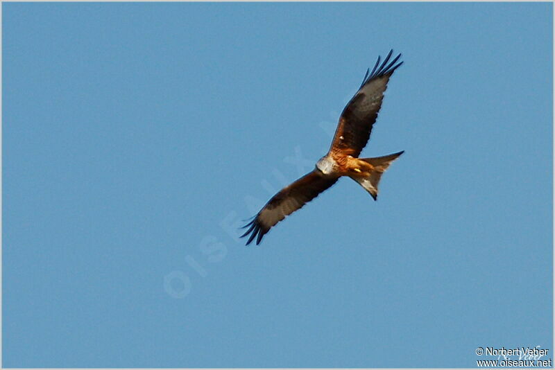 Red Kiteadult, Flight