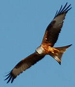 Red Kite