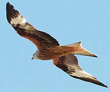 Red Kite