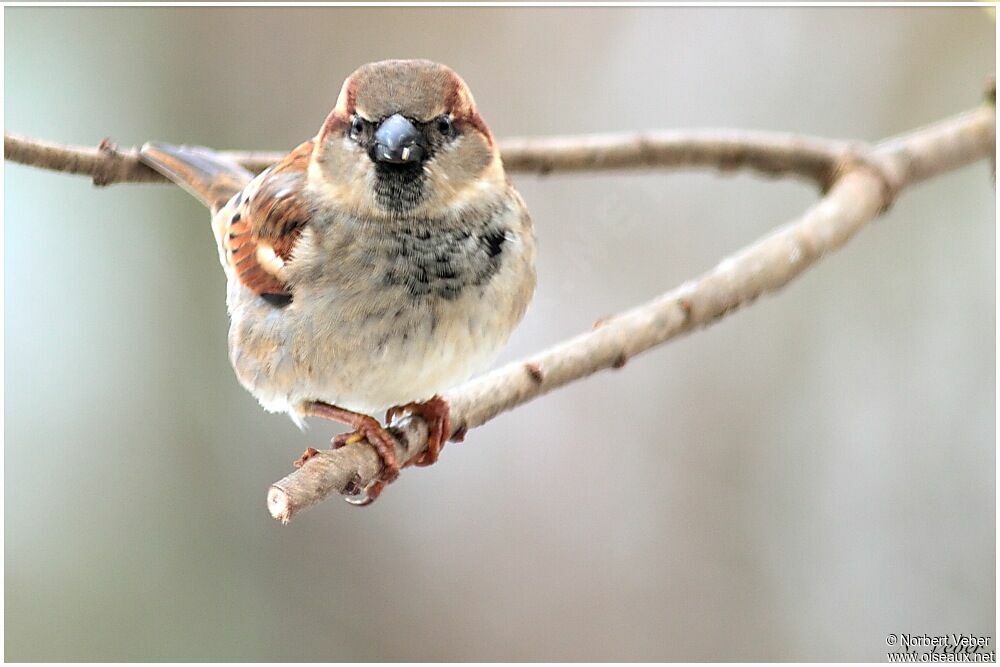 Moineau domestique mâle adulte