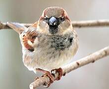 House Sparrow