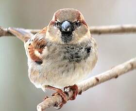 Moineau domestique