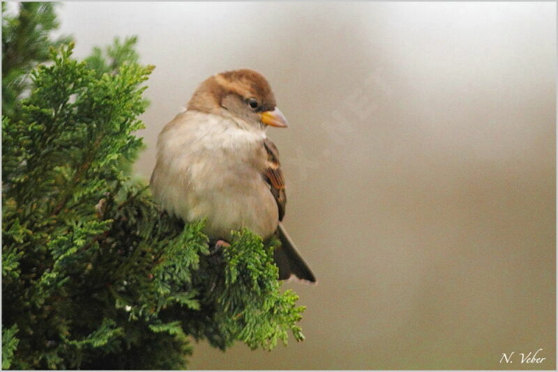 Moineau domestique