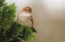 Moineau domestique