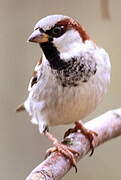 House Sparrow