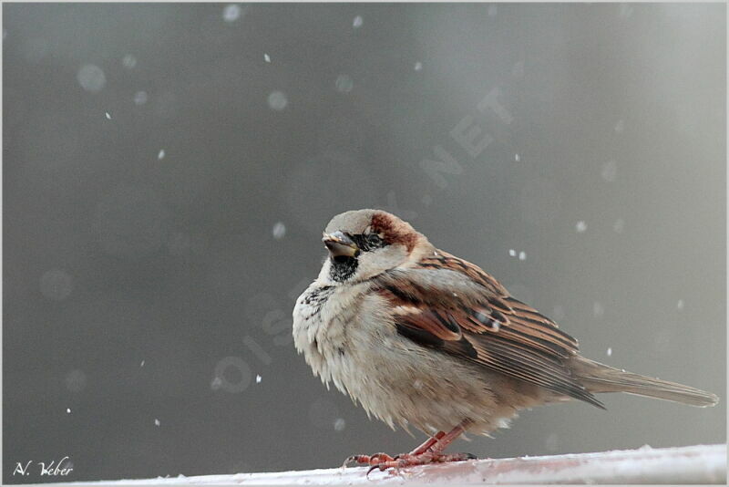 Moineau domestique