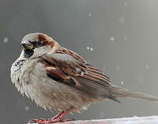 Moineau domestique