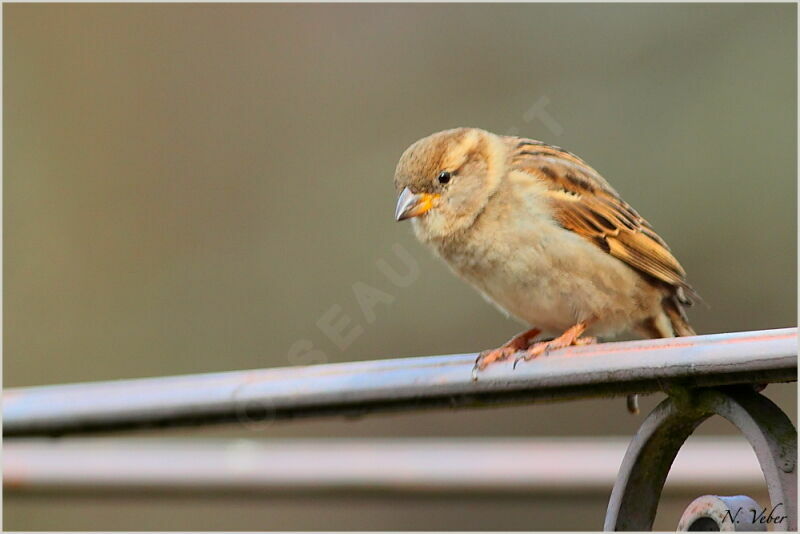 Moineau domestique