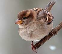 Moineau domestique