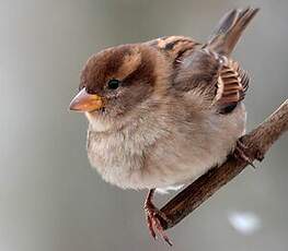 Moineau domestique