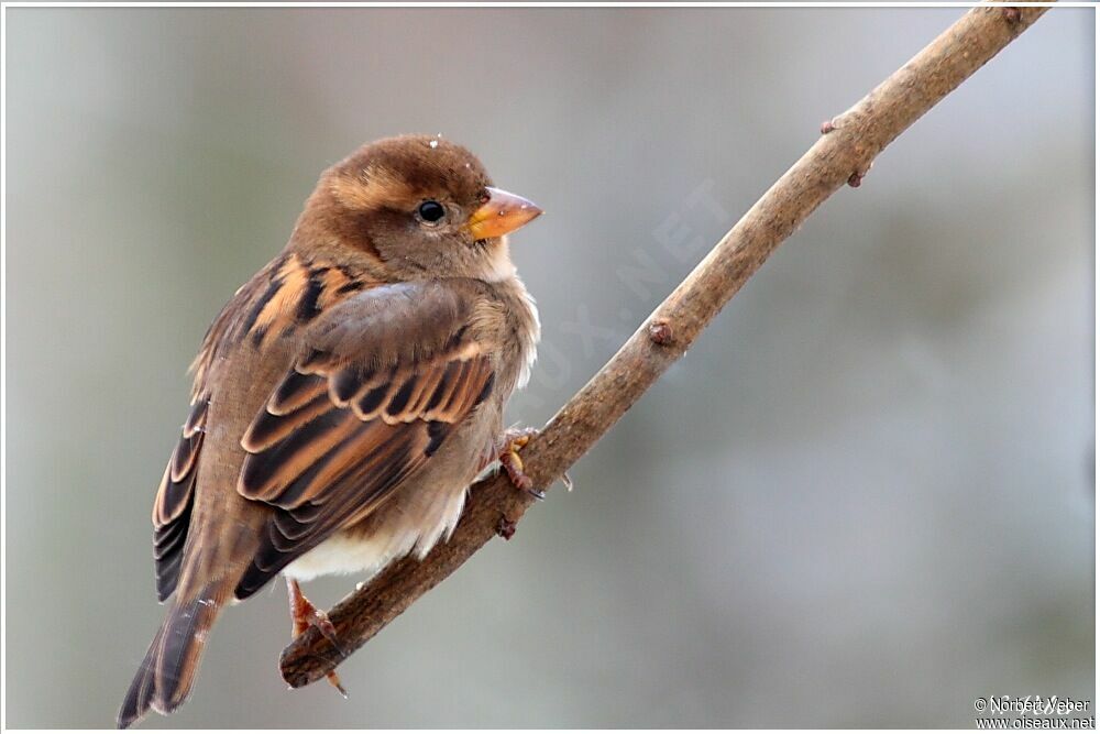 Moineau domestique femelle adulte