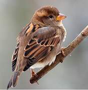 House Sparrow