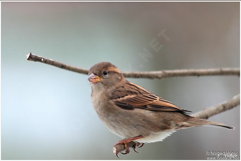 House Sparrow female adult