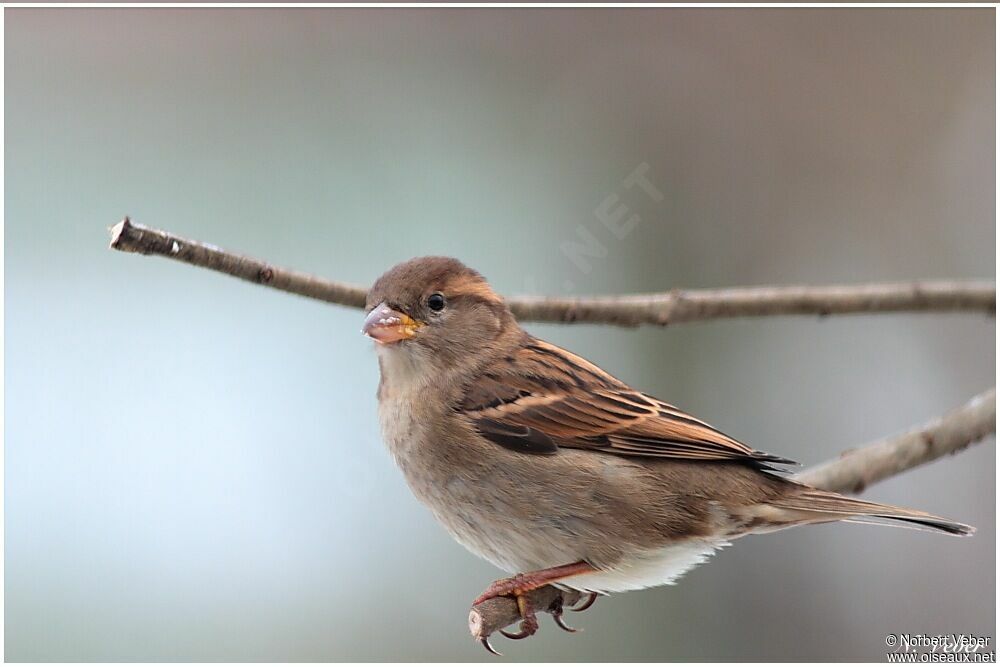 Moineau domestique femelle adulte