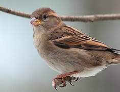 House Sparrow