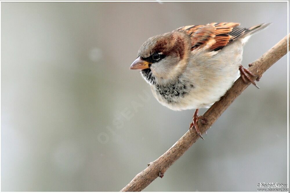 Moineau domestique mâle adulte