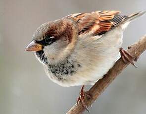 Moineau domestique