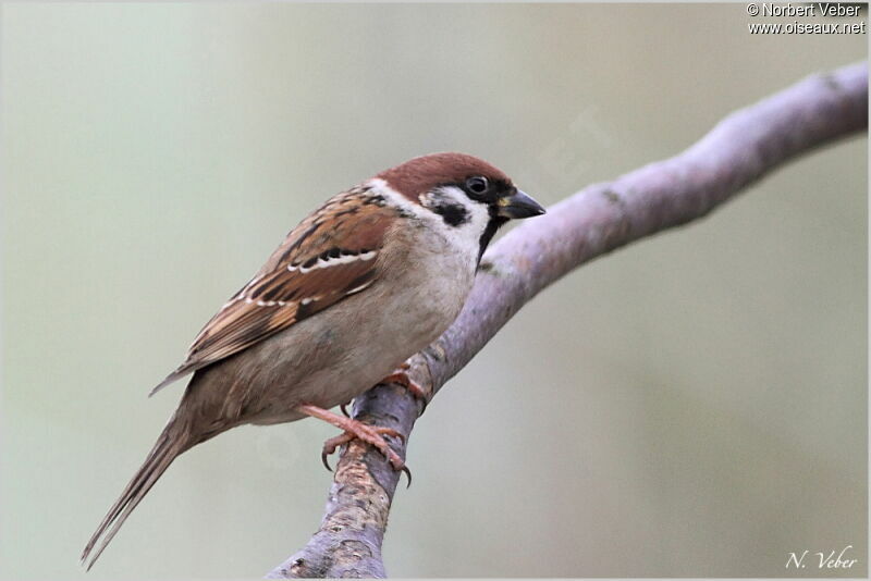 Moineau friquet mâle adulte