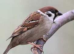 Eurasian Tree Sparrow