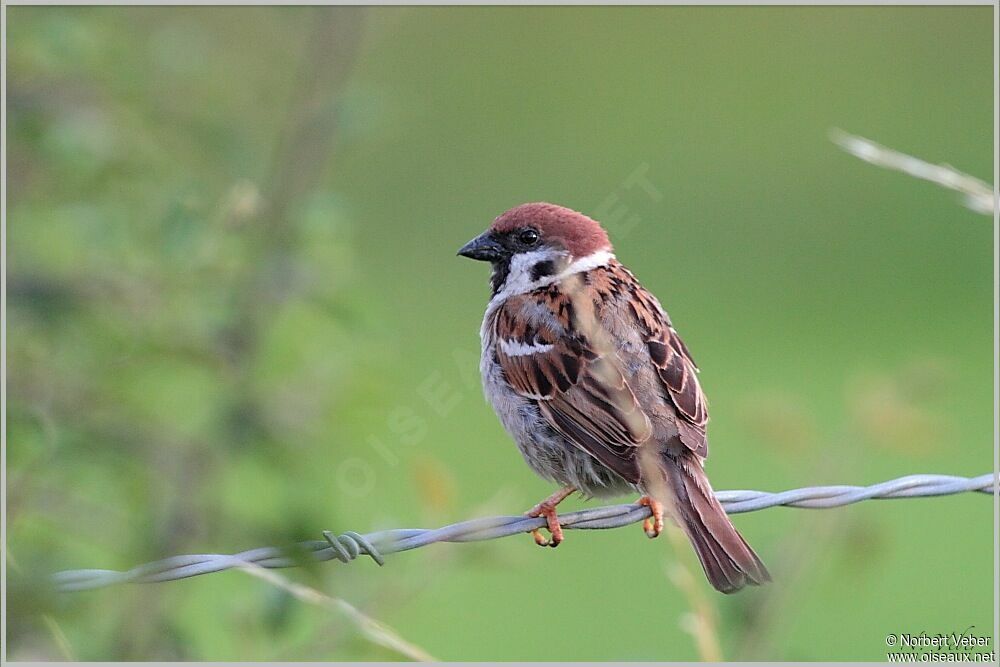 Moineau friquet mâle adulte