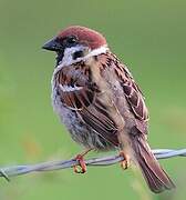 Eurasian Tree Sparrow