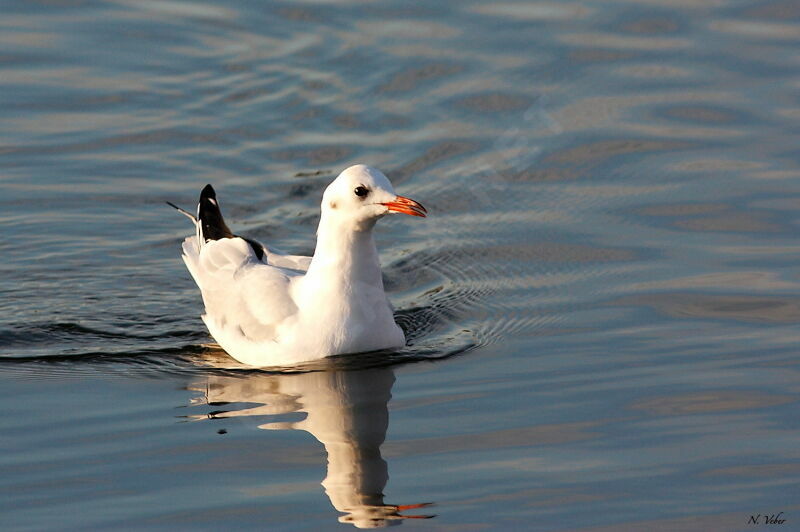 Black-headed Gull