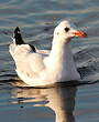 Mouette rieuse