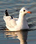 Mouette rieuse