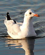 Mouette rieuse