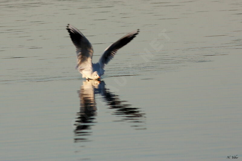 Mouette rieuse