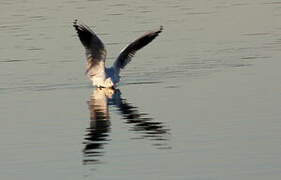 Black-headed Gull