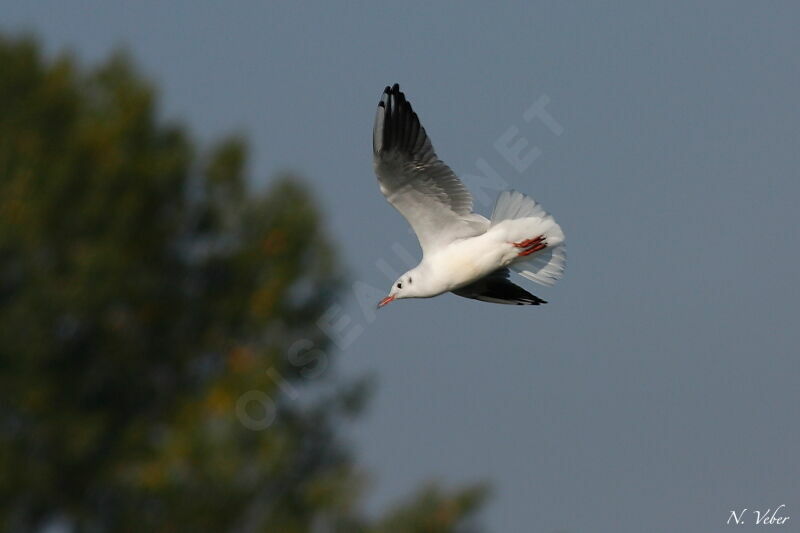 Mouette rieuse