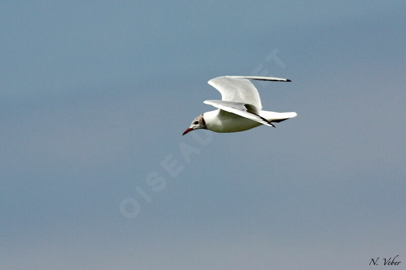 Mouette rieuse