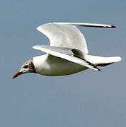 Black-headed Gull