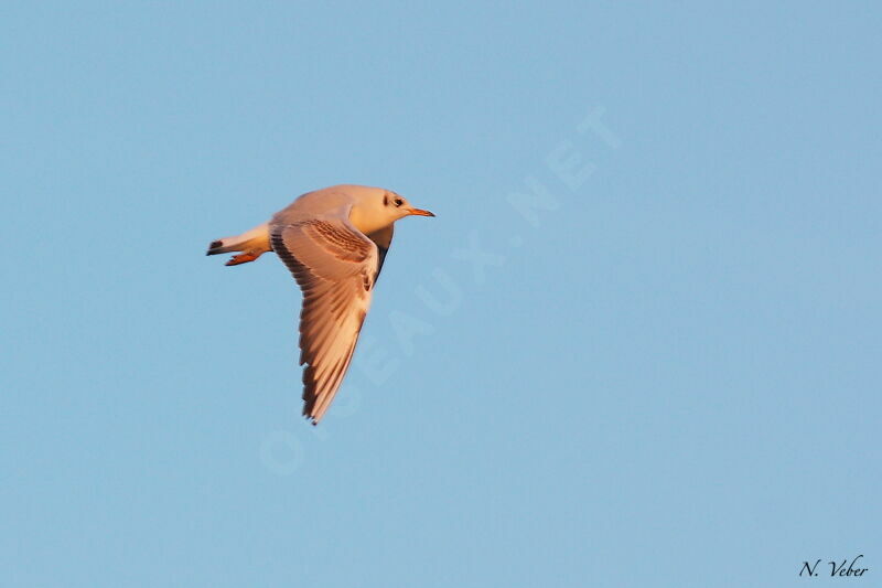 Mouette rieuse