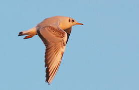 Mouette rieuse