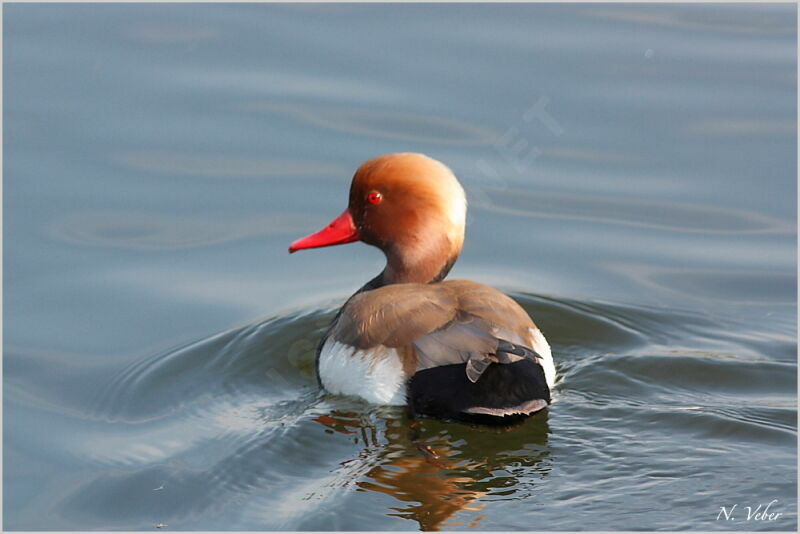 Red-crested Pochard male adult