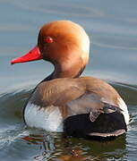 Red-crested Pochard