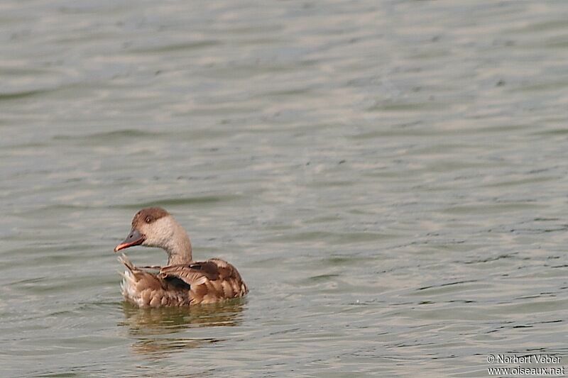 Nette rousse femelle adulte, identification